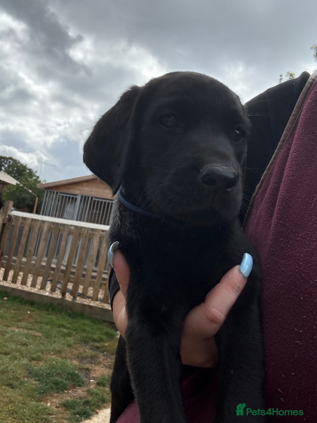 Labrador Retriever dogs for sale: Stunning KC reg black labs READY THIS WEEKEND - Image 1