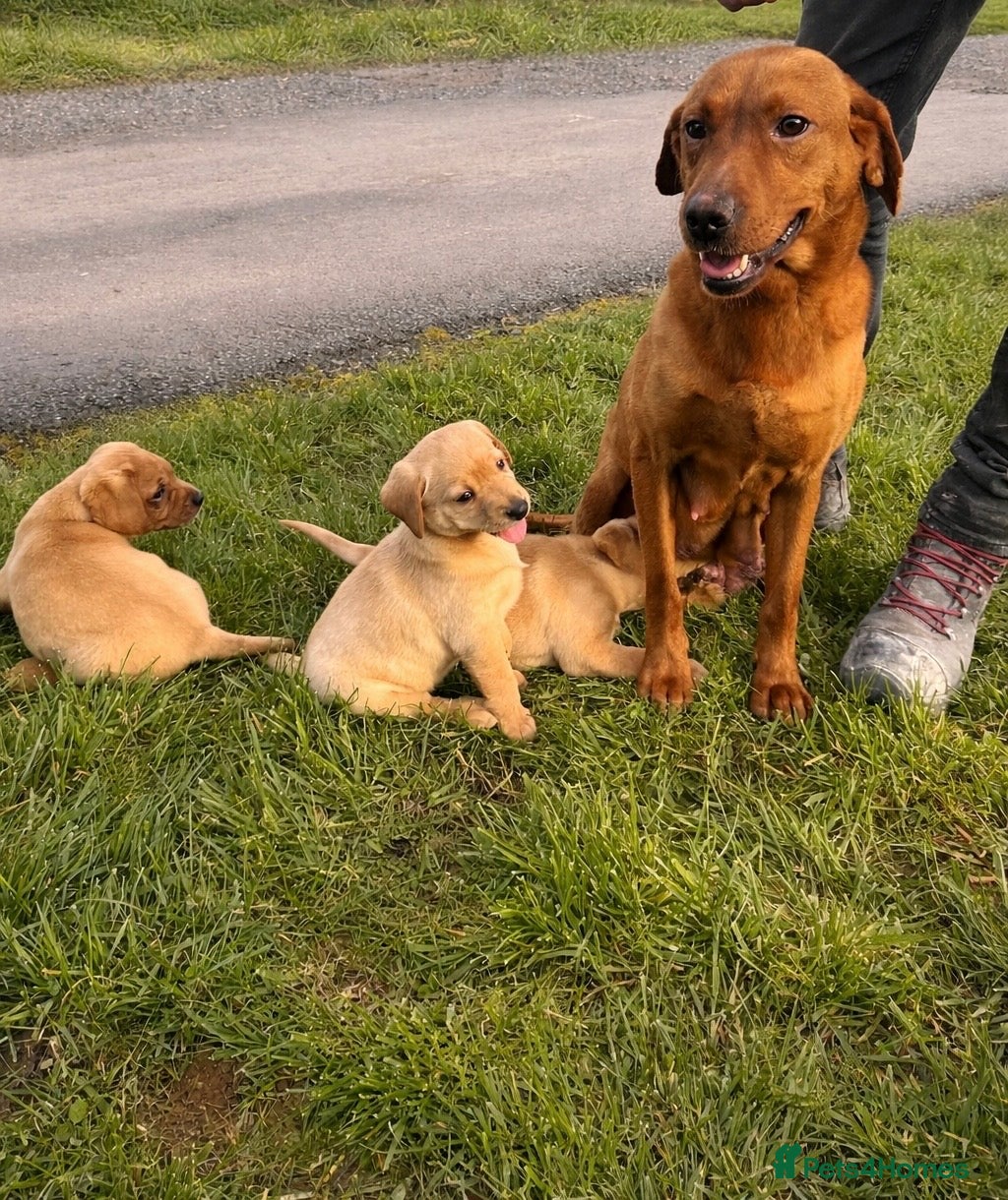 Labrador Retriever dogs 5 yellow girls  - Advert 1