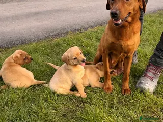 Labrador Retriever dogs 5 yellow girls - Advert 4