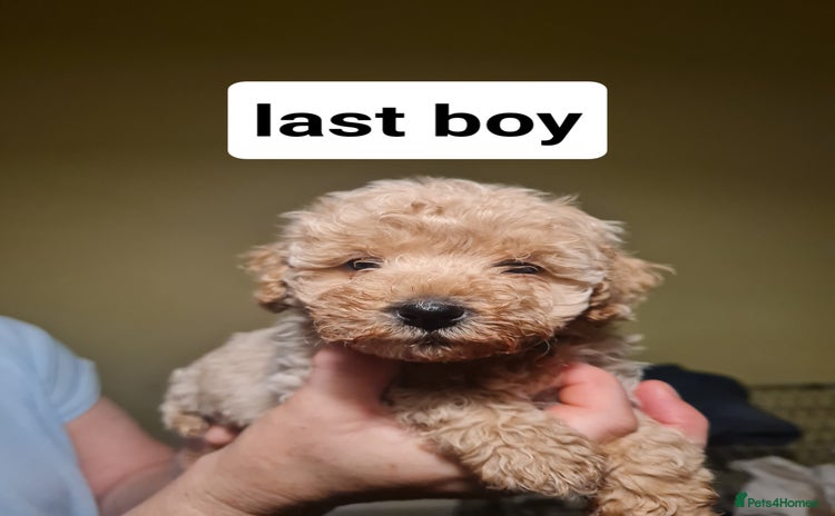 Cavapoo dogs - Advert 3