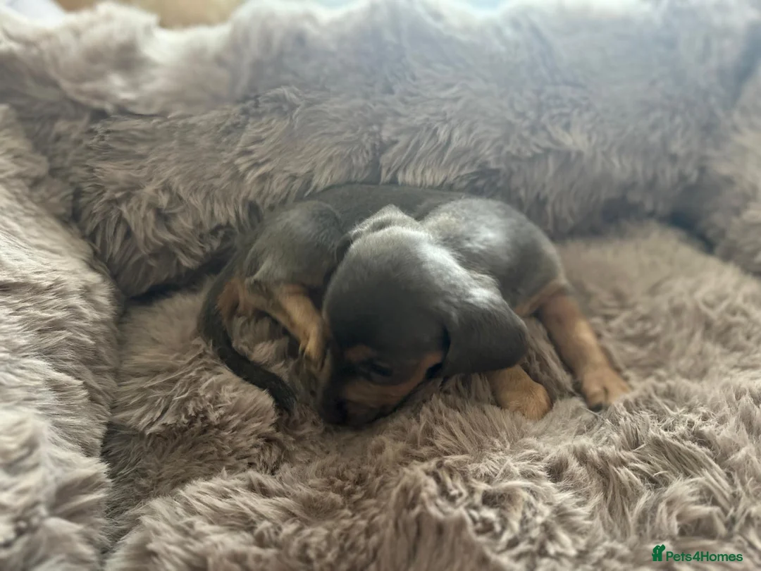 Dachshund dogs for sale: DACHSHUND PUPPIES  - Advert 2