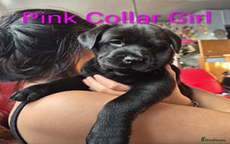 Mixed Breed dogs for sale: Ready to leave 3 Girls Left Shar-Pei x Chow pups  - Image 1
