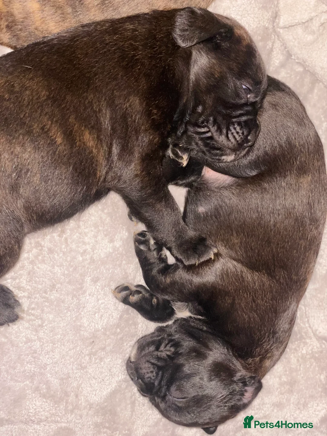 Mixed Breed dogs for sale: 🧬Kc reg mum black boxer & mini boxer pups 🤩 8wk - Advert 25