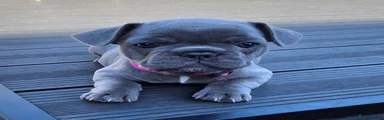 Maisey- Lilac Grey
