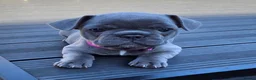 French Bulldog dogs for sale: 💛Bright, Affectionate Brindle Girl 💛Ready Now‼️ - Advert 20