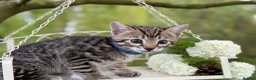 Bengal cats for sale: Beautiful Bengal kittens  - Advert 23