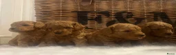 Cavapoo dogs for sale: Stunning deep red TOY cavapoo pups - Advert 21