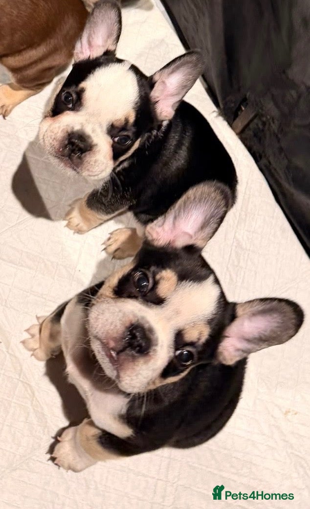 French Bulldog dogs French bulldog  - Advert 9