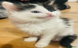 British Longhair cats for sale: Cute long haired kittens  - Image 7