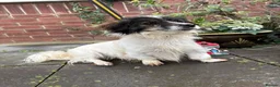 Mixed Breed dogs for adoption: Rocky - Swaffham Norfolk  in Swaffham - Advert 5