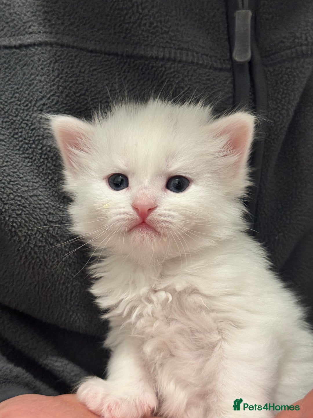 Siberian cats for sale: Little Fluffy Hypoallergenic Siberian Babies 🐾 - Advert 13