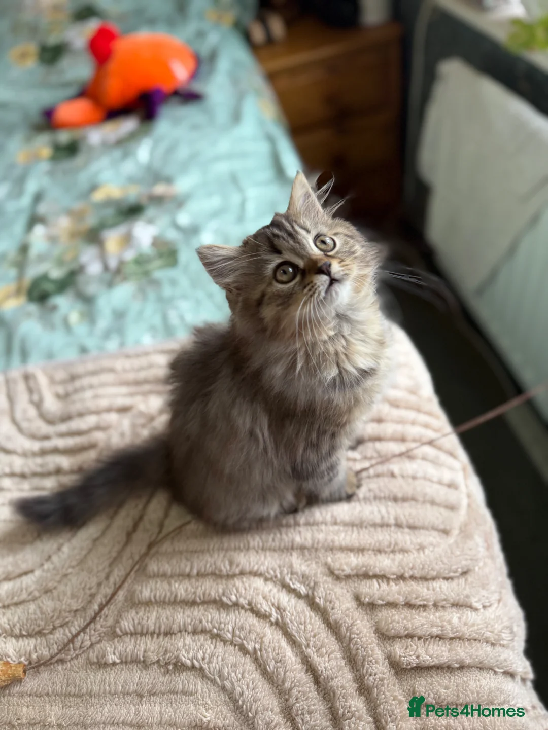 Norwegian Forest Cat cats for sale: Norwegian forest x Scottish fold  - Advert 2