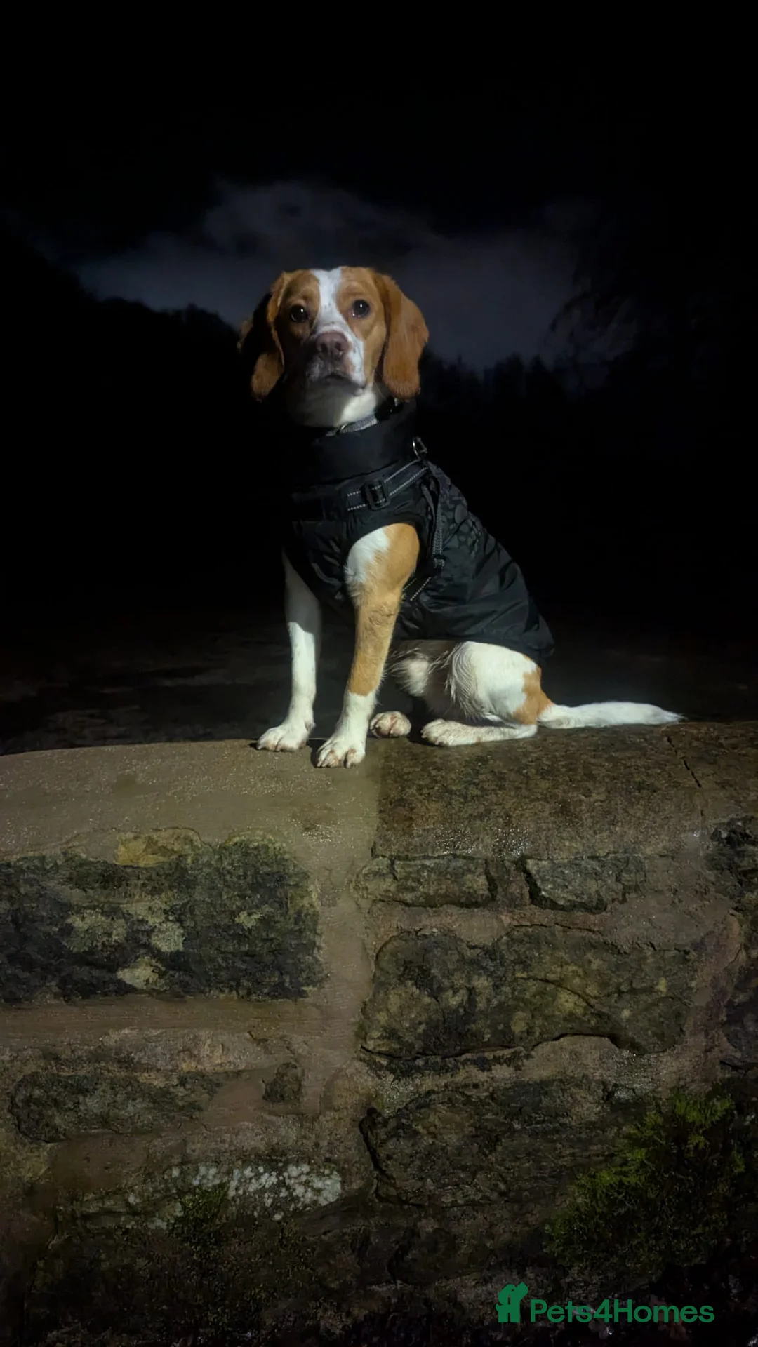 Bocker dogs for stud: Beagle x cocker for stud  in Wrexham - Advert 2