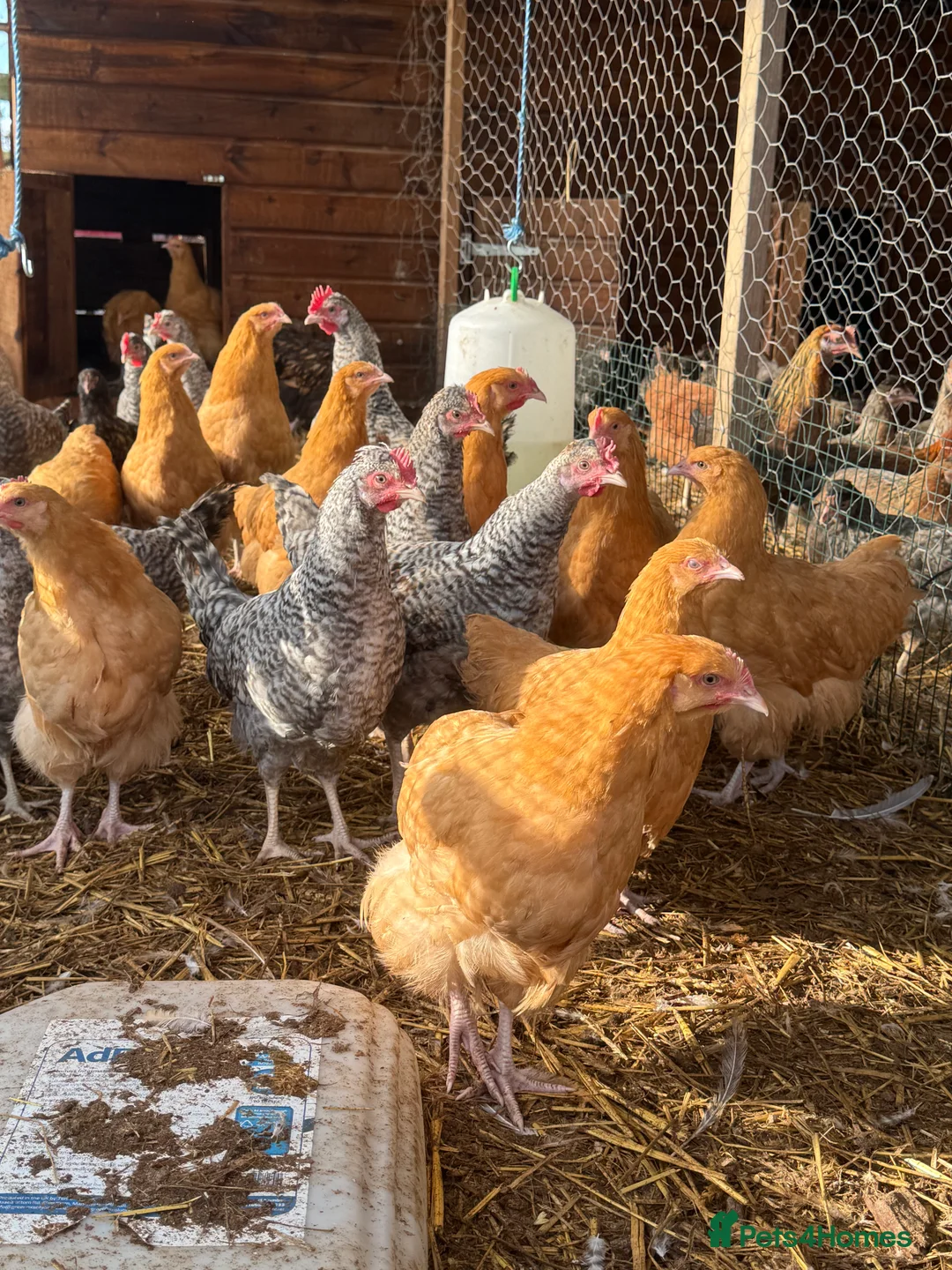 Hens poultry for sale: Buff Orpington’s. Brown leghorns.  cream legbars  - Advert 5