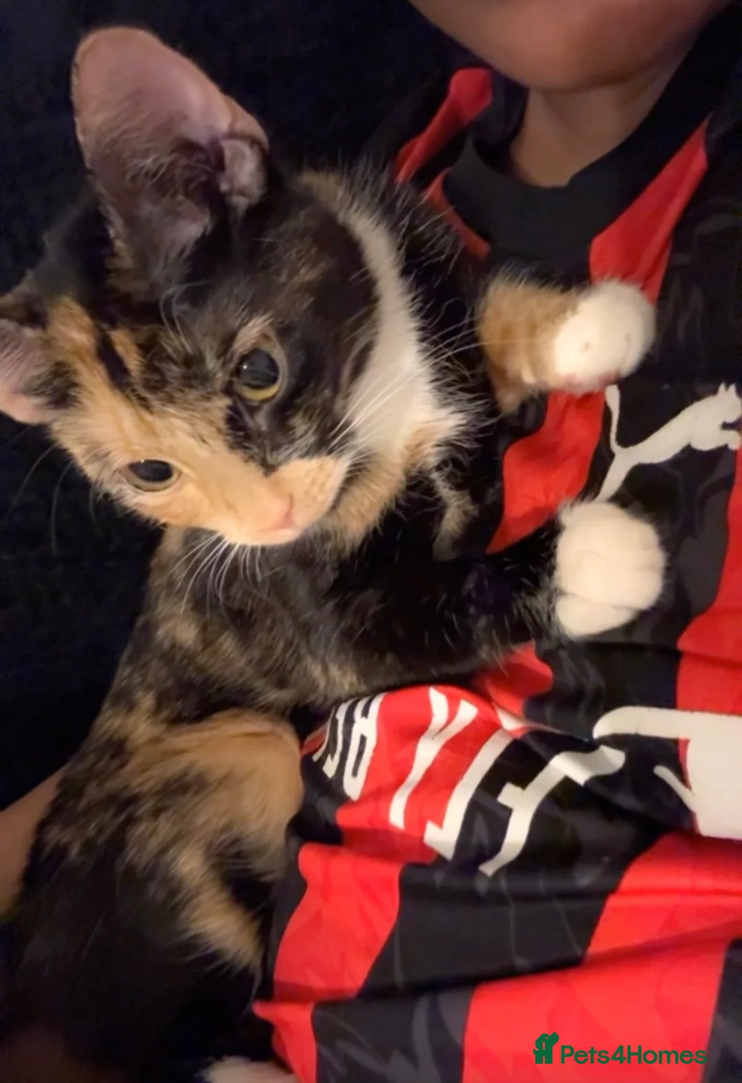 Domestic Shorthair cats for sale: Beautiful Calico  - Advert 1