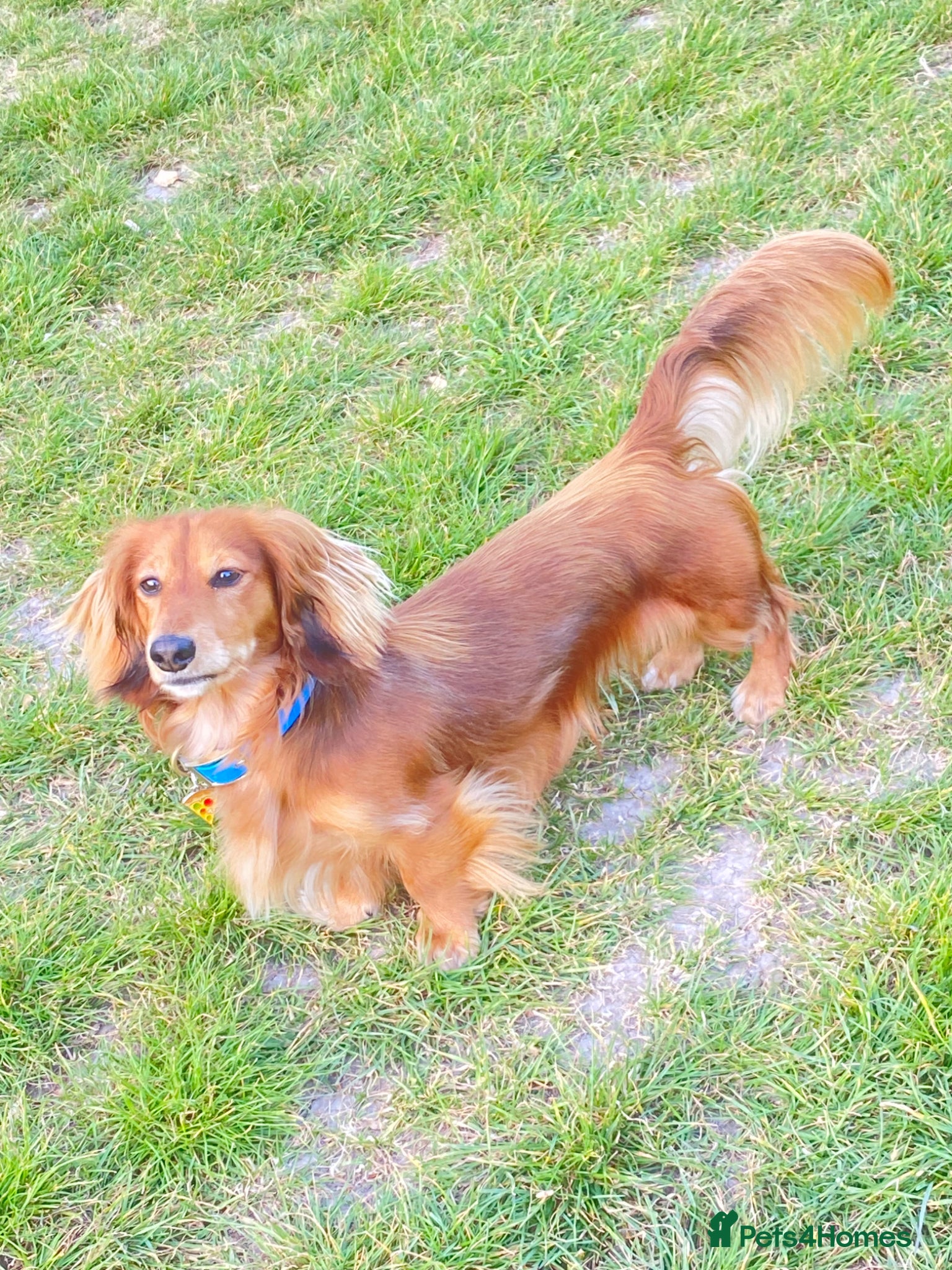 Miniature Dachshund dogs Daschund Stud  - Advert 19