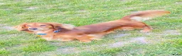 Miniature Dachshund dogs for stud: Daschund Stud  - Advert 2