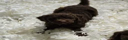 Australian Labradoodle dogs for sale: Gorgeous miniature labradoodle babies - Advert 10