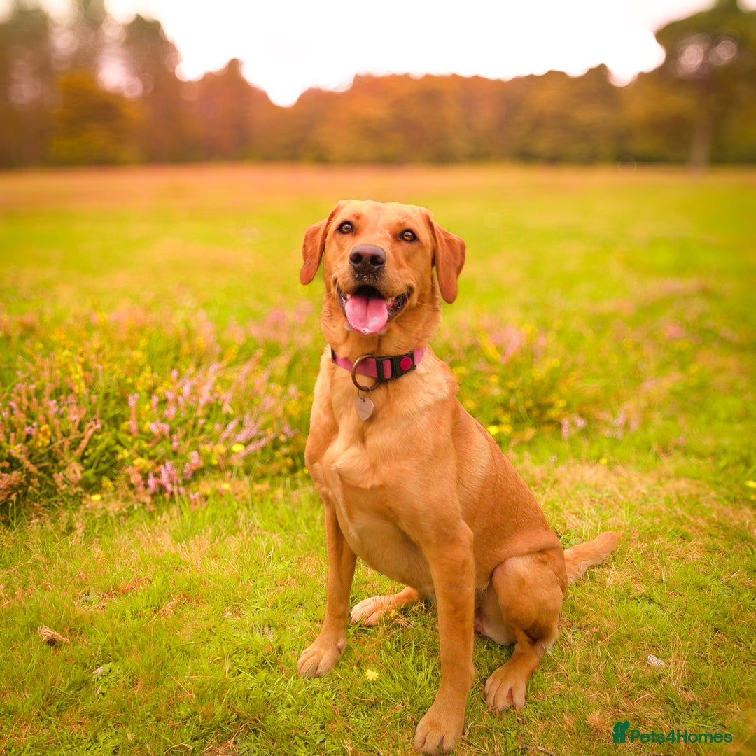 Labrador Retriever dogs for sale: Extensively Health tested Red fox Labradors 🧡 - Image 7