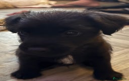Patterdale Terrier dogs for sale: Patterdale  - Image 8