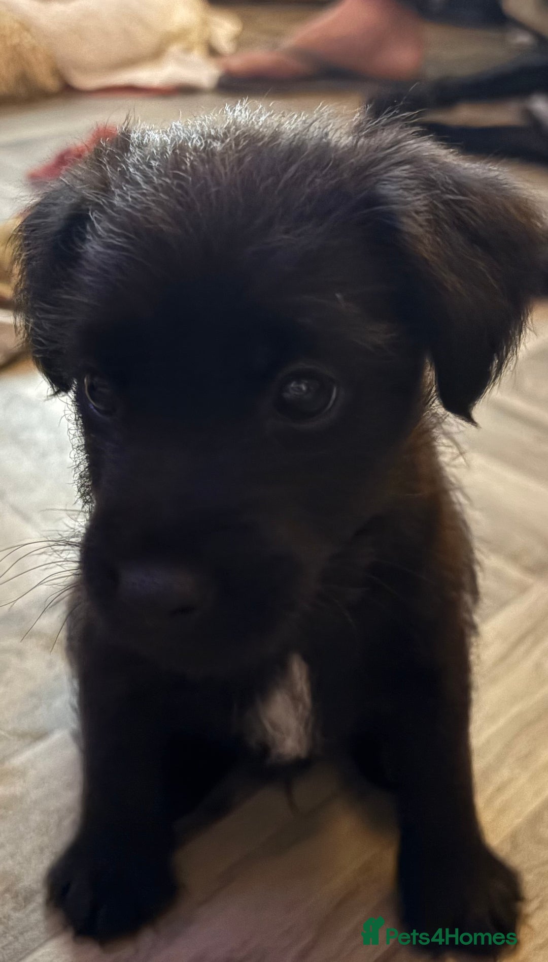 Patterdale Terrier dogs for sale: Patterdale  - Image 8
