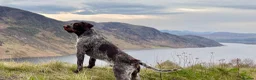 German Wirehaired Pointer dogs for sale: Fantastic Pedigree GWP pups for sale in Rogart - Advert 5