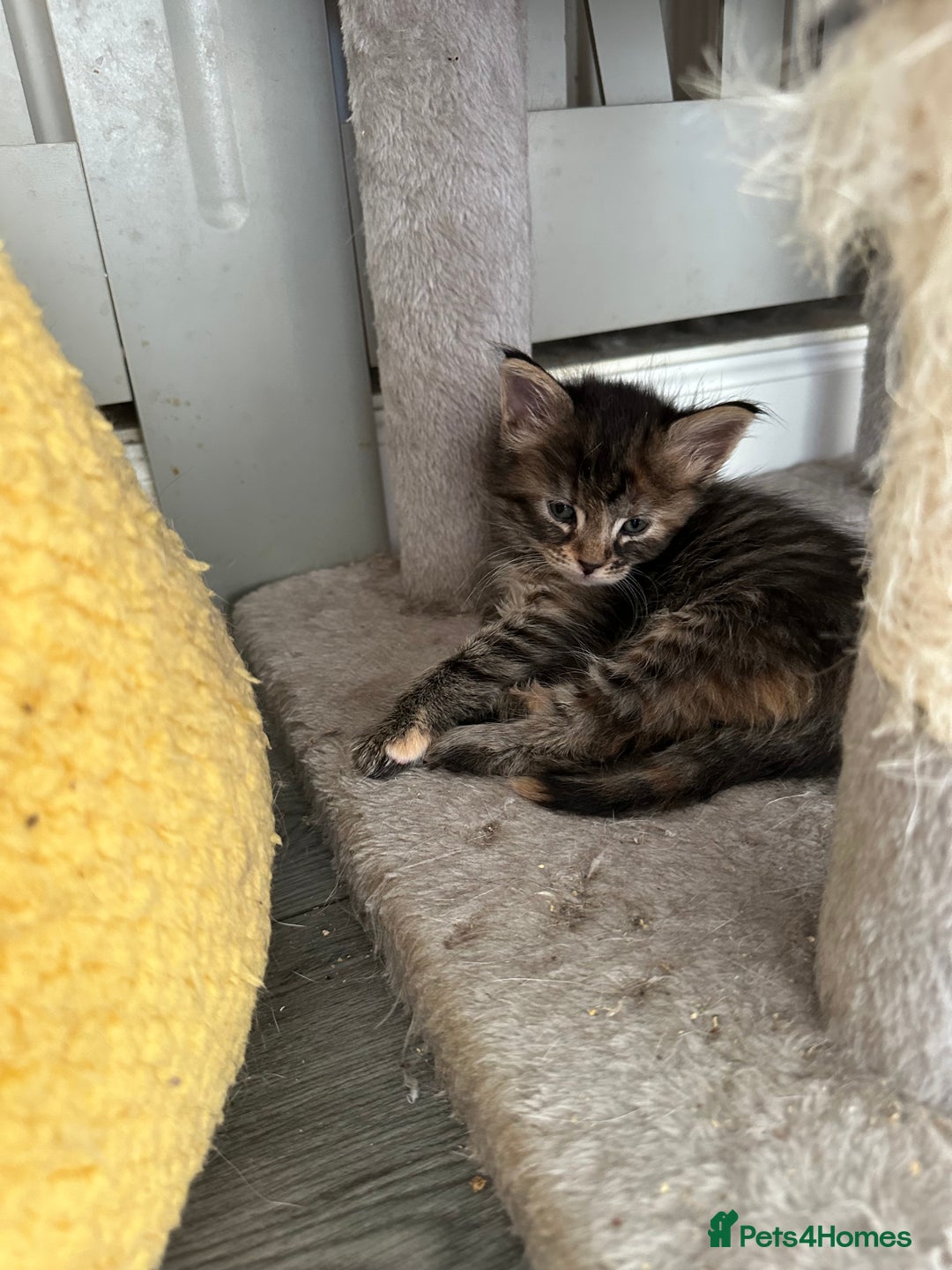 Maine Coon cats for sale: Maincoone kittens - Advert 9