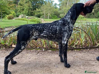 German Shorthaired Pointer dogs in Bracknell - Advert 19