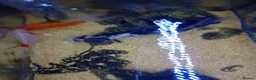 Koi Carp fish for sale: 3 koi carp for sale and 3 goldfish in Rossendale - Advert 3