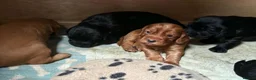 Cocker Spaniel dogs for sale: Fully Health Tested KC Reg Working Cocker Spaniels in Sheffield - Advert 22