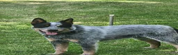Australian Cattle Dog dogs for sale: Australian cattle dog  - Advert 3