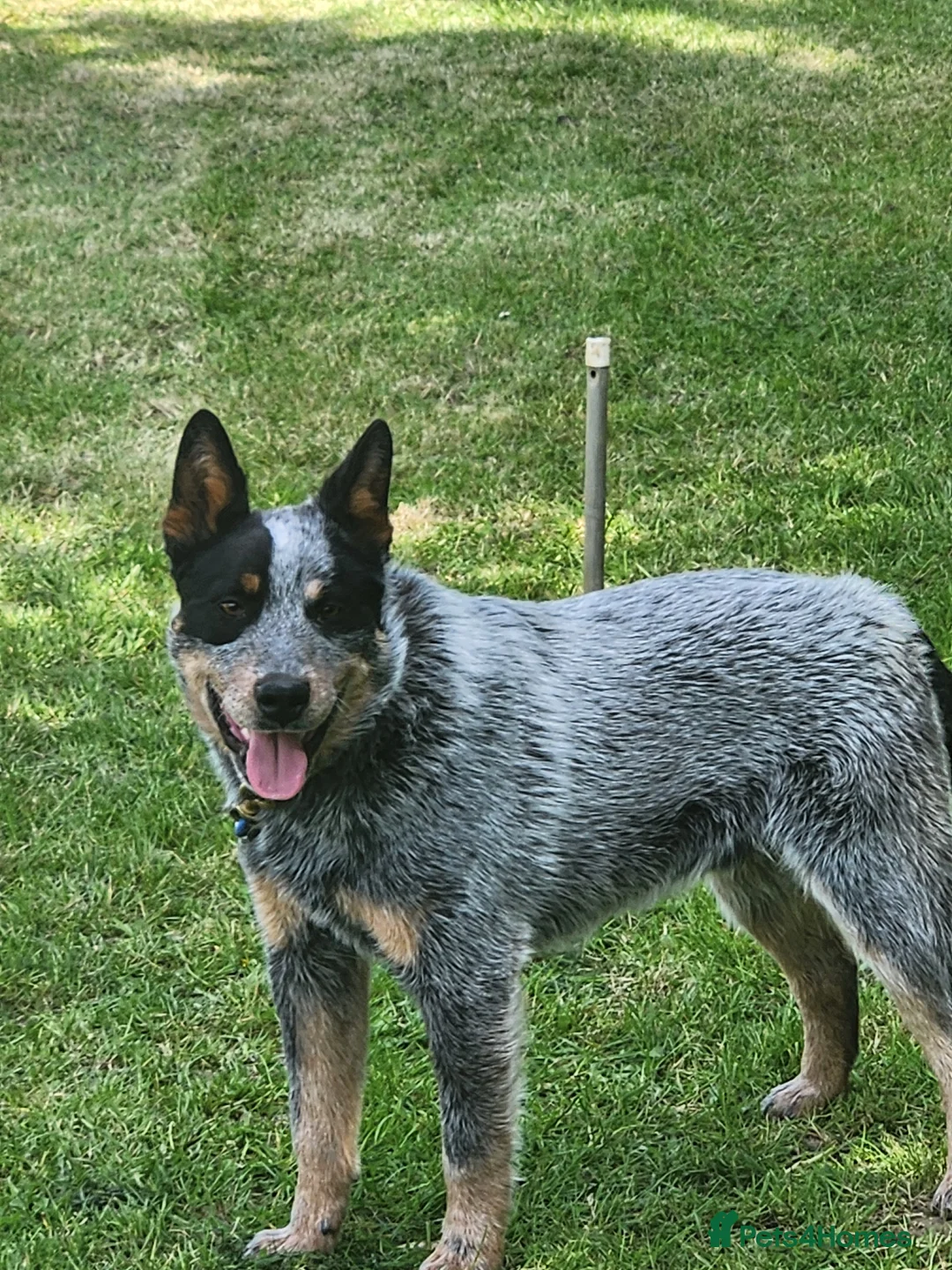 Australian Cattle Dog dogs for sale: Australian cattle dog  - Advert 3