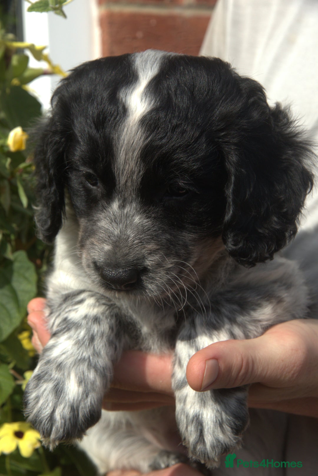 Mixed Breed dogs for sale: Merle Sprollies/Cotralian - Image 21