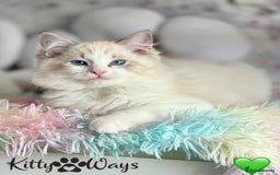 Ragdoll cats for sale: 🐾🩷*TICA REG* LYNX TABBY EU RAGDOLL KITTENS🩵🐾 - Image 6