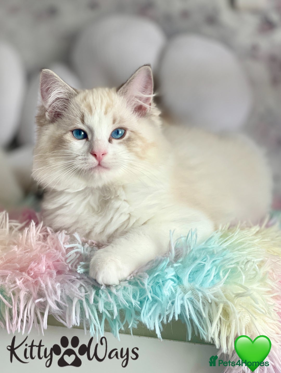 Ragdoll cats for sale: 🐾🩷*TICA REG* LYNX TABBY EU RAGDOLL KITTENS🩵🐾 - Image 6