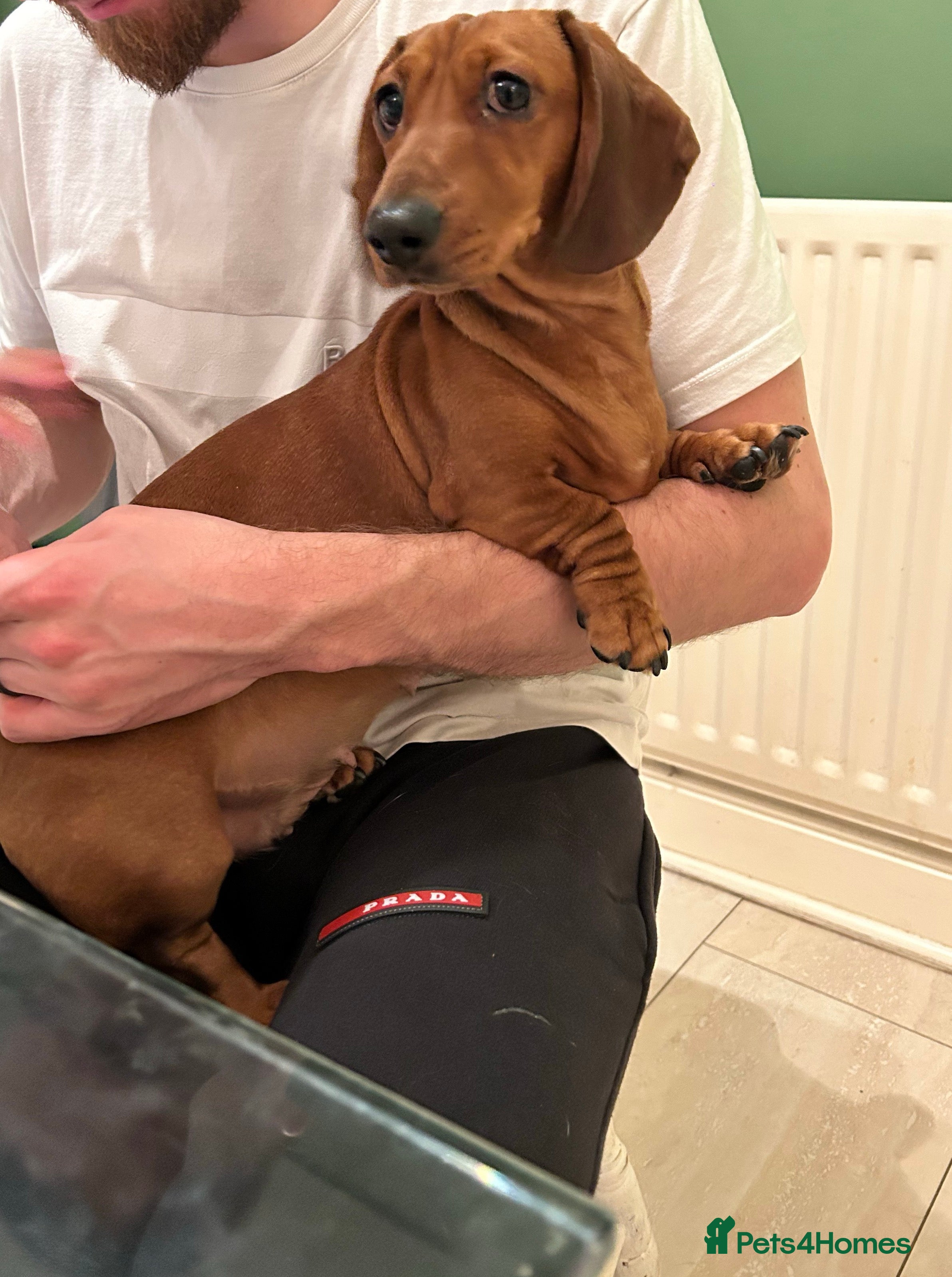 Miniature Dachshund dogs for sale: Mini female for rehome  - Advert 1