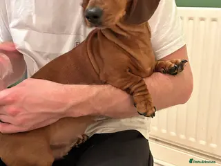 Miniature Dachshund dogs Mini female for rehome - Advert 11