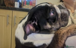 English Bulldog dogs for sale: Brother and sister looking for new home - Advert 4