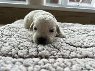 Golden Retriever dogs Gorgeous golden retriever pups - Advert 6