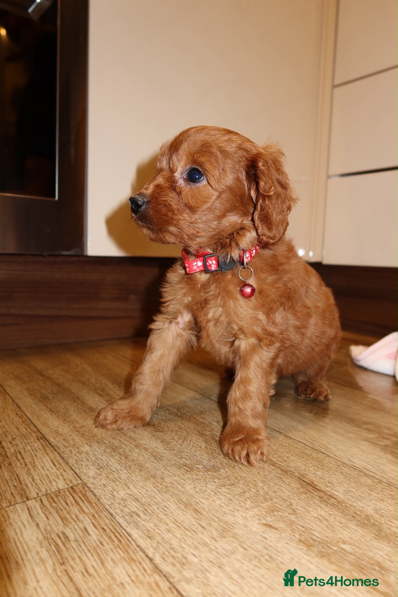 Cockapoo dogs Red cockapoo puppies  - Advert 2