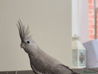 Cockatiels birds - Advert 1