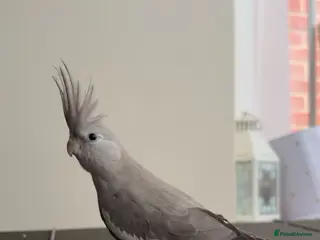 Cockatiels birds female cockatiel sale - Advert 2