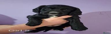 Cocker Spaniel 2