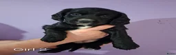 Cocker Spaniel dogs for sale: 5 Beautiful Cocker Spaniel puppies - Advert 3