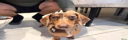 Miniature Dachshund dogs for sale: 💔LOVING HOME WANTED FOR 2 MINIATURE DACHSHUNDS 💔 in Doncaster - Advert 3