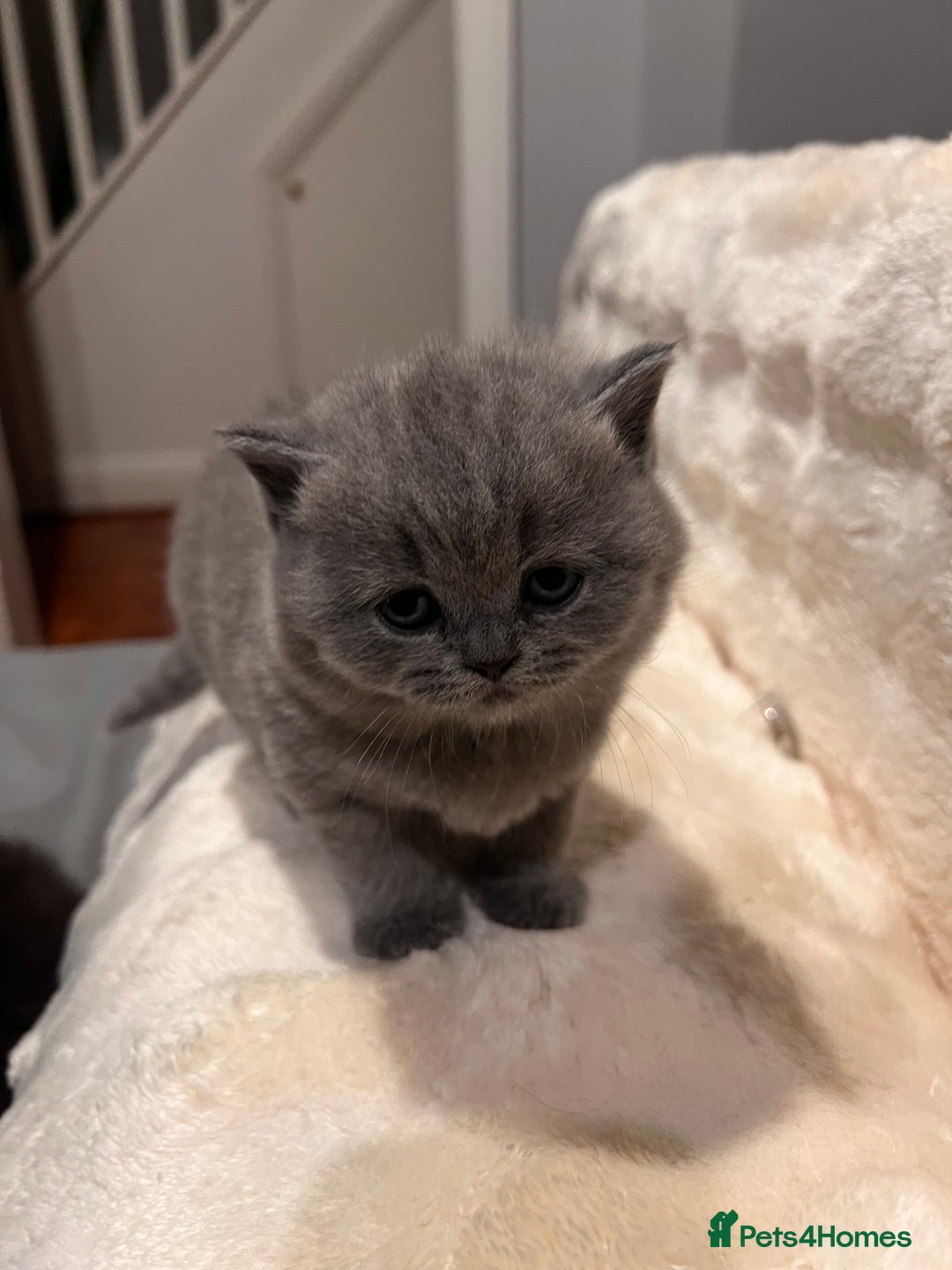 British Shorthair cats for sale: Multi-colour GCCF British Shorthair kittens  - Advert 12