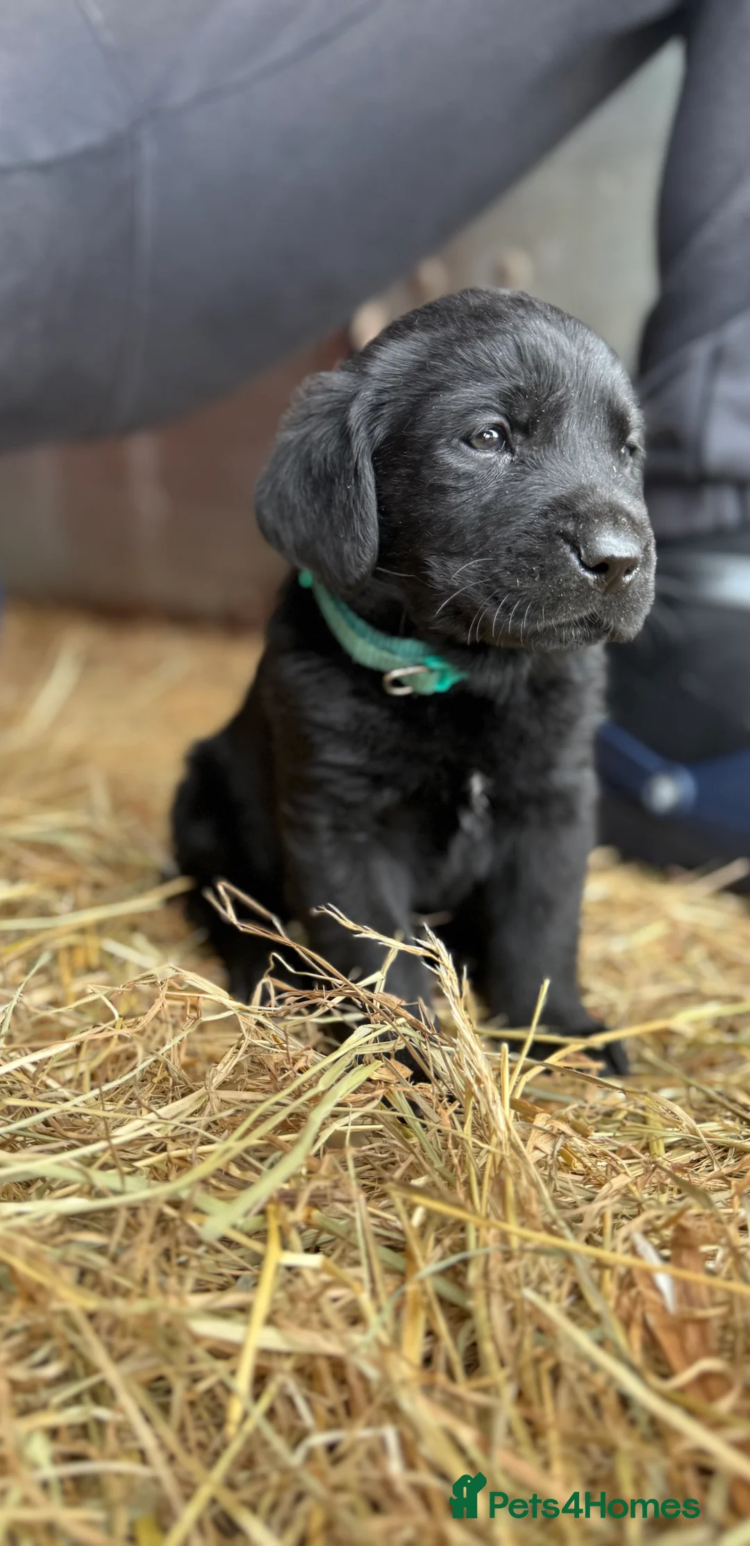 Labrador Retriever dogs for sale: Labrador retriever pups for sale black and gold X in Newark - Advert 15