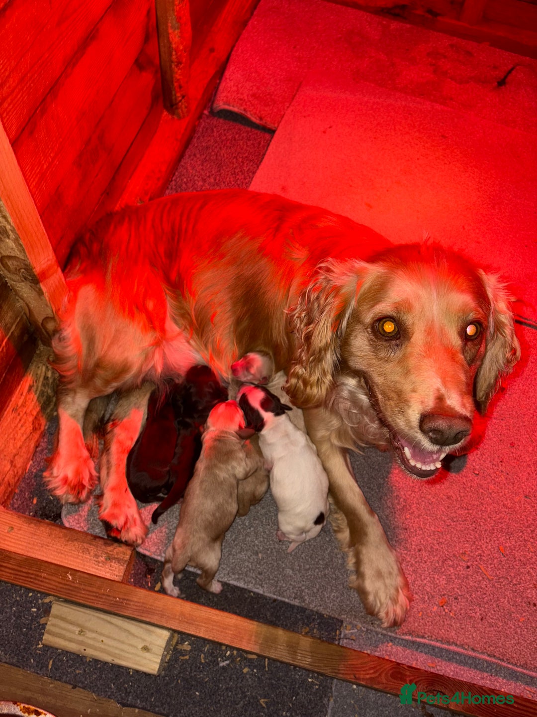 Cocker Spaniel dogs for sale: KC FTCH working cocker spaniel puppy’s  - Image 2