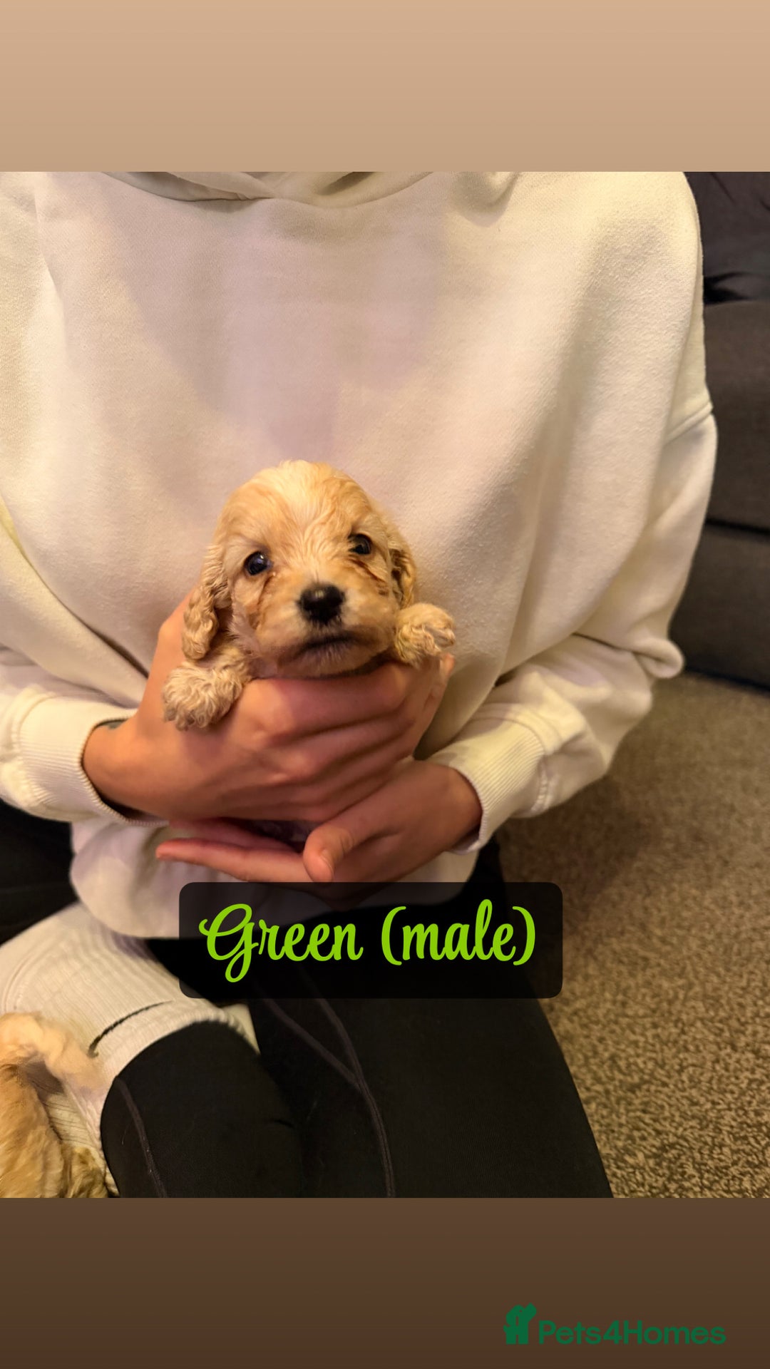 Cockapoo dogs for sale: F2 Toy cockapoo - Advert 15