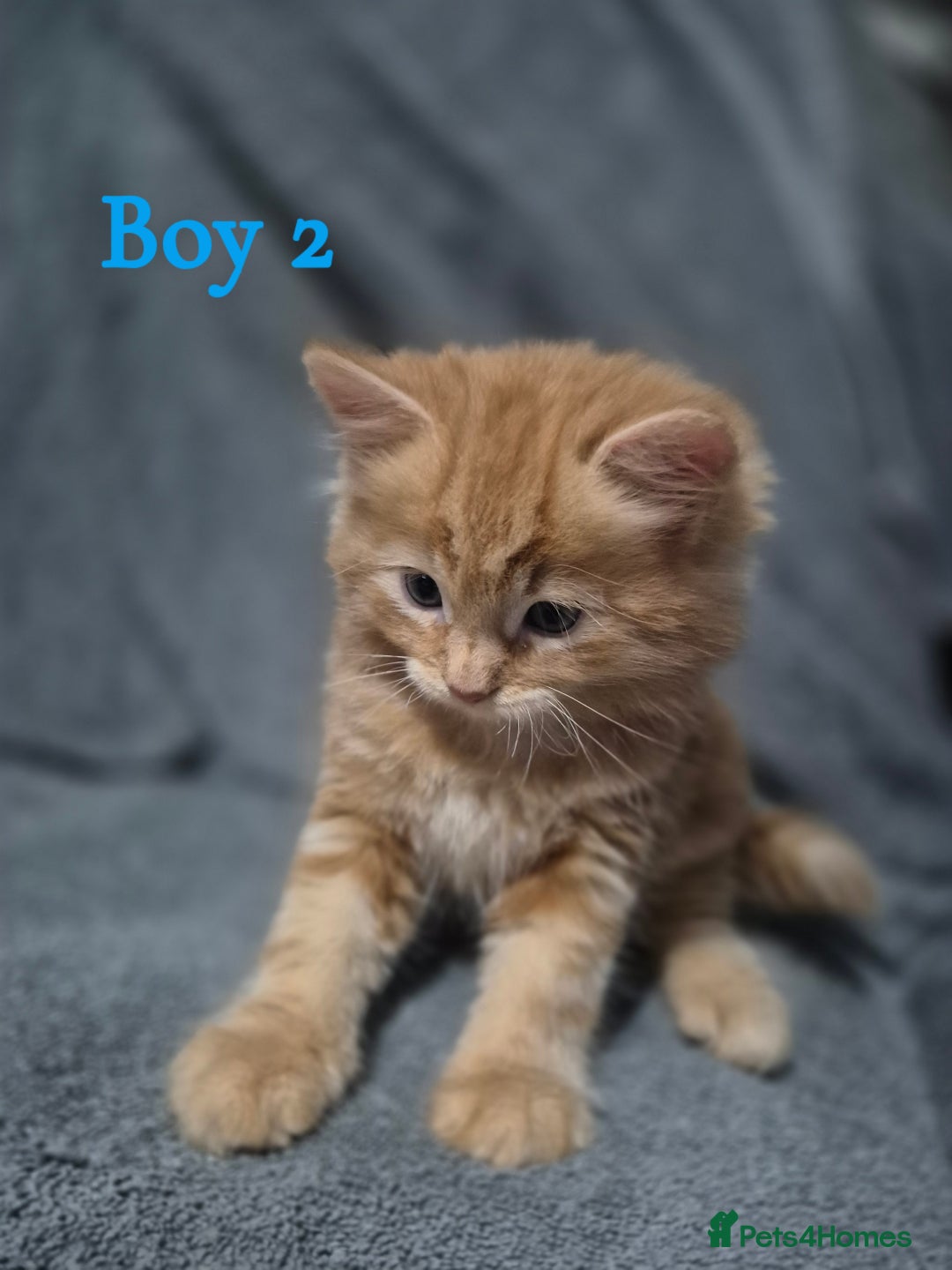 British Longhair cats for sale: Long haired kittens - Image 11